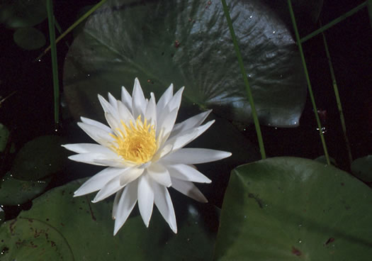 image of Nymphaea odorata ssp. odorata, Fragrant White Water-lily, American Water-lily, Sweet Water-lily, White Water-lily