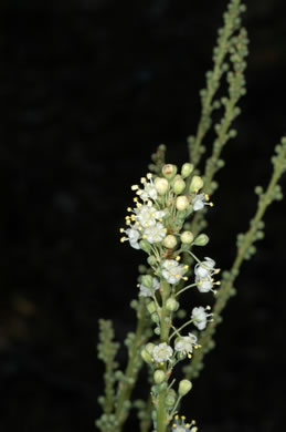 image of Nolina georgiana, Georgia Beargrass, Sandhill Lily