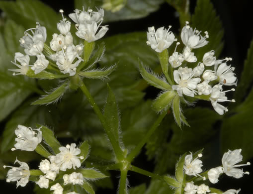 image of Osmorhiza longistylis, Aniseroot, Smooth Sweet Cicely, Longstyle Sweet-cicely