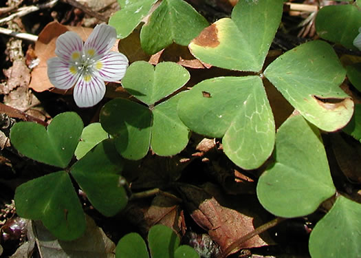 image of Oxalis montana, Mountain Wood-sorrel, American Wood-sorrel, Wood Shamrock, White Wood-sorrel