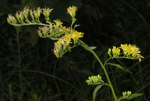 panicle