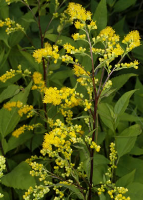 image of Solidago arguta, Forest Goldenrod, Sharp-leaved Goldenrod, Cutleaf Goldenrod