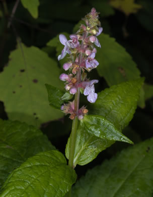 image of Stachys clingmanii, Clingman's Hedgenettle