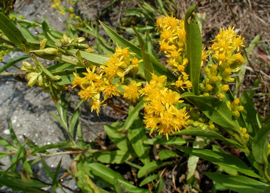 image of Solidago simulans, Granite Dome Goldenrod, Cliffside Goldenrod