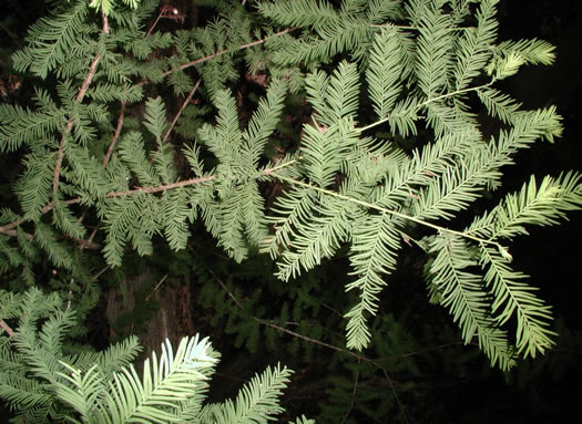 Bald Cypress