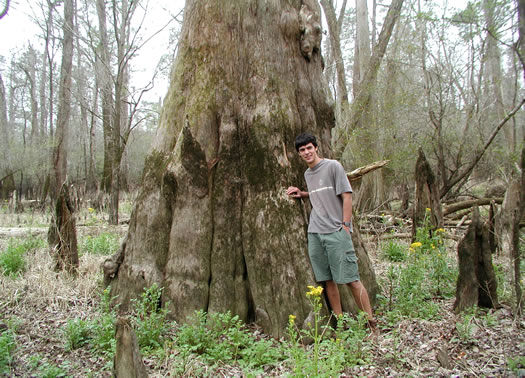 image of Taxodium distichum, Bald Cypress