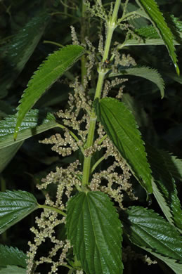 Urtica dioica ssp. dioica, European Stinging Nettle, Great Nettle