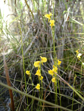 image of Utricularia juncea, Southern Bladderwort, Slender Horned Bladderwort