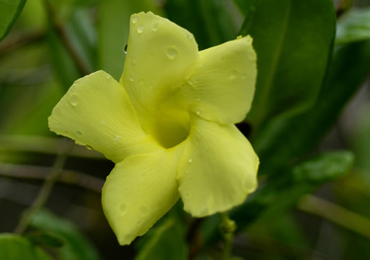 image of Pentalinon luteum, Wild Allamanda, Hammock Viper's-tail