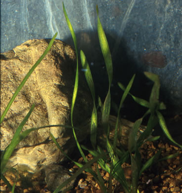 image of Vallisneria americana, American Eelgrass, Water-celery, Tapegrass, Vallisneria