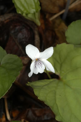 image of Viola blanda, Sweet White Violet