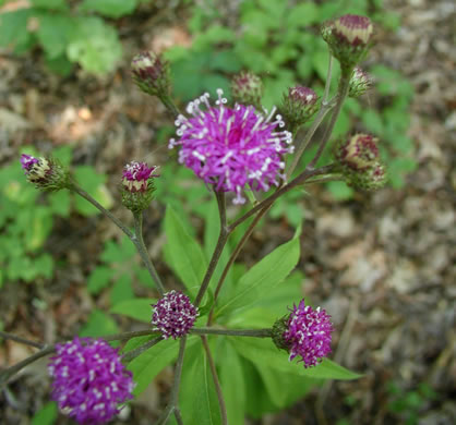 image of Vernonia glauca, Broadleaf Ironweed, Appalachian Ironweed, Tawny Ironweed