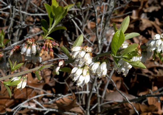 image of Vaccinium tenellum, Southern Dwarf Blueberry, Small Cluster Blueberry, Small Cluster Blueberry, Narrowleaf Blueberry