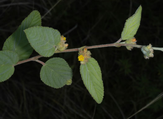 image of Waltheria indica, Sleepy Morning