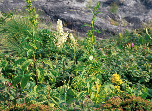 image of Stenanthium leimanthoides, Pinebarrens Death-camas