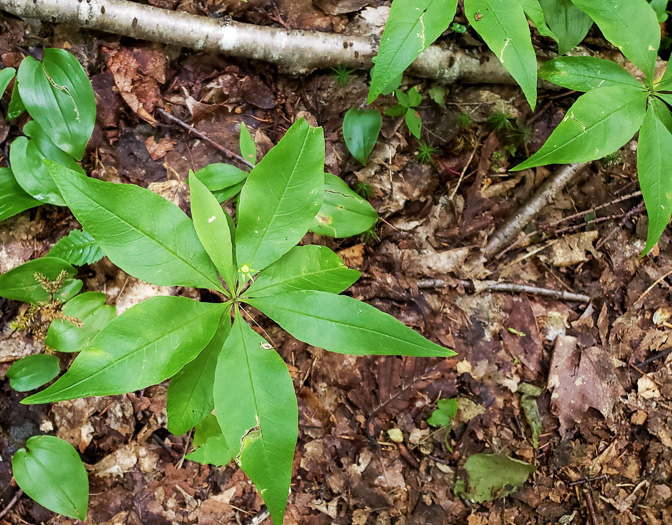 image of Trientalis borealis, Northern Starflower, Maystar