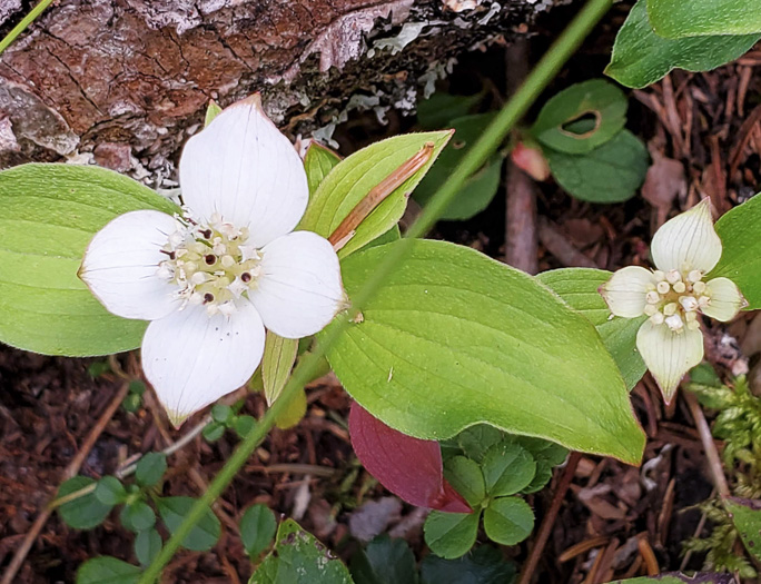 image of Chamaepericlymenum canadense, Bunchberry, Dwarf Dogwood, Dwarf Cornel