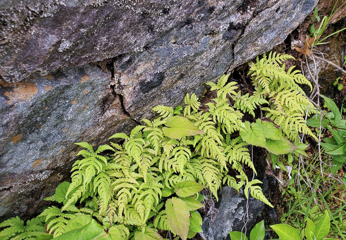 image of Phegopteris connectilis, Northern Beech Fern