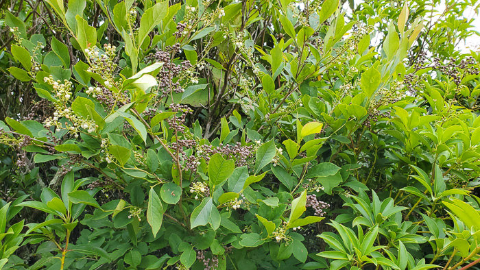 image of Lyonia ligustrina var. ligustrina, Northern Maleberry, He-huckleberry