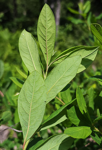 image of Spiraea virginiana, Virginia Spiraea, Appalachian Spiraea, Virginia Meadowsweet