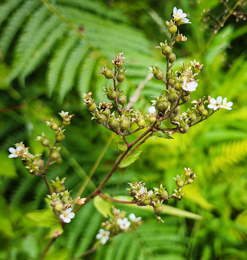 panicle