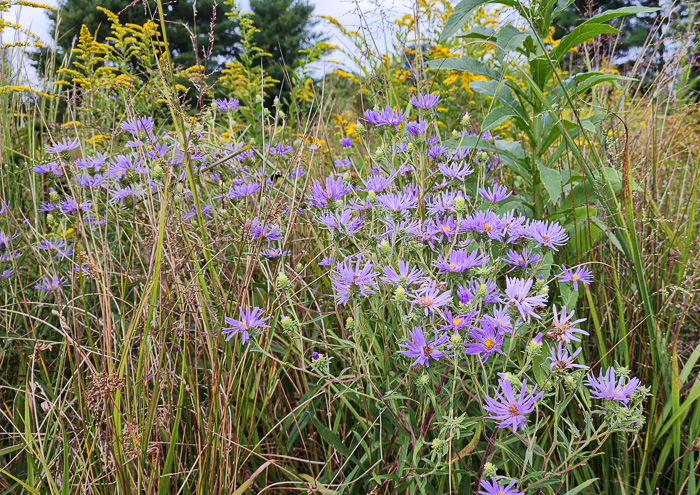 image of Eurybia spectabilis, Low Showy Aster, Eastern Showy Aster