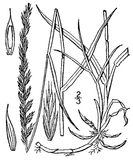 image of Elymus repens, Quackgrass, Dog-grass, Witchgrass