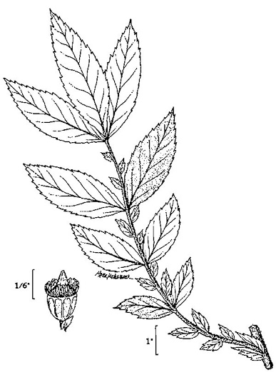 image of Agrimonia striata, Roadside Agrimony