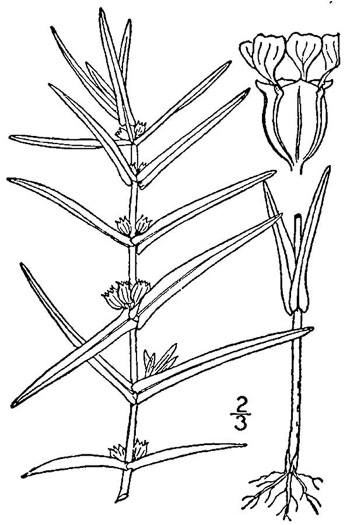 drawing of Ammannia coccinea, Red Toothcup, Scarlet Toothcup, valley redstem