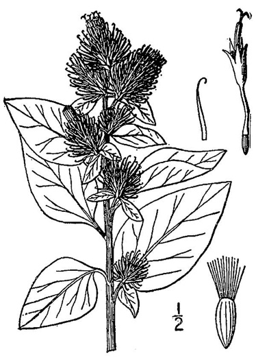 image of Arctium minus, Lesser Burdock, Common Burdock