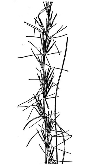 image of Aristida stricta, Carolina Wiregrass, Pineland Three-awn