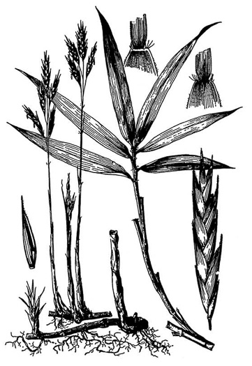 image of Arundinaria tecta, Switch Cane, Small Cane, Mutton Grass