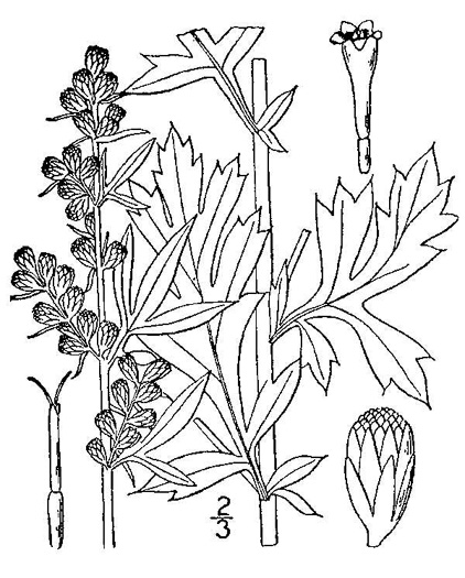 image of Artemisia vulgaris, Mugwort, Felon Herb