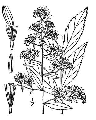 Symphyotrichum lateriflorum, Calico Aster, Starved Aster, Goblet Aster