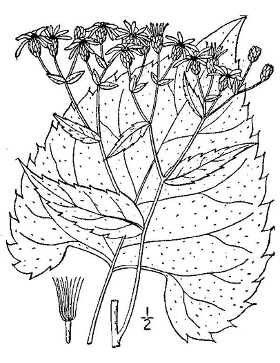 Eurybia schreberi, Schreber's Aster