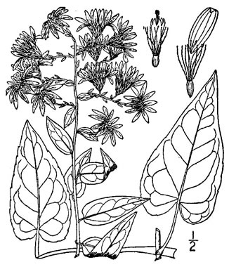 image of Symphyotrichum shortii, Short's Aster, Midwestern Blue Heart-leaved Aster