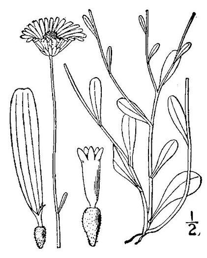 image of Astranthium integrifolium, Eastern Western-daisy, Entireleaf Western-daisy