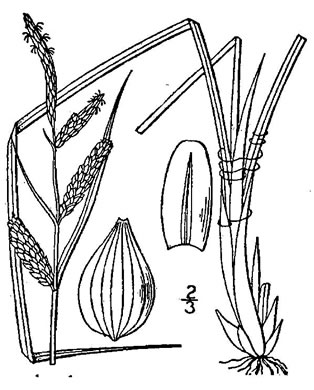 image of Carex stricta, Tussock Sedge, Upright Sedge