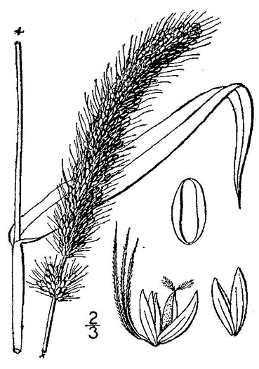 image of Setaria italica, Yellow Foxtail, Italian Millet, Foxtail Millet, Italian Foxtail