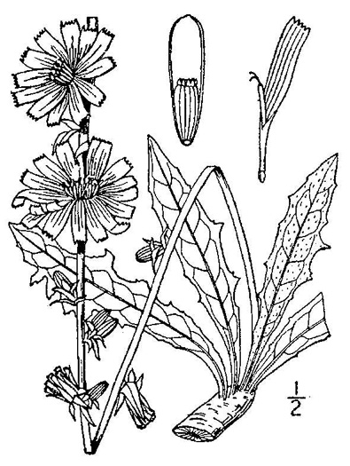 image of Cichorium intybus, Chicory, Blue-sailors, Succory