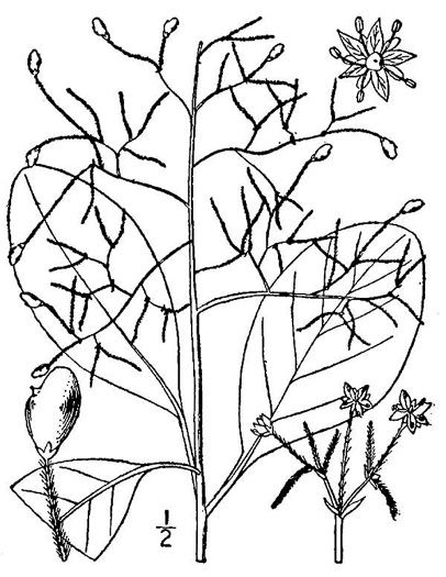 image of Cotinus obovata, American Smoketree