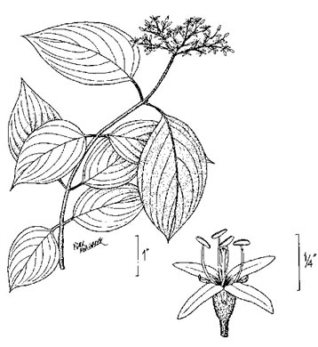 image of Swida amomum, Silky Dogwood, Bush Dogwood, Silky Cornel