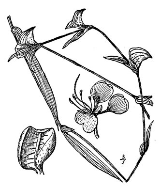 image of Commelina erecta var. angustifolia, Sand Dayflower, Pineland Dayflower, Slender Dayflower