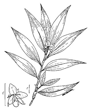 image of Commelina virginica, Virginia Dayflower