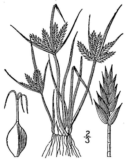 image of Cyperus compressus, Poorland Flatsedge