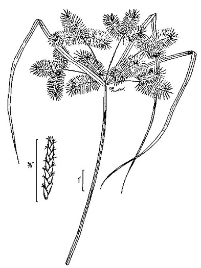 image of Cyperus erythrorhizos, Redroot Flatsedge