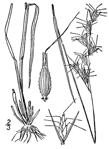 image of Danthonia epilis, Bog Oatgrass