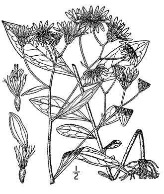 image of Doellingeria infirma, Appalachian Flat-topped White Aster, Cornel-leaf Aster, Cornel-leaf Whitetop Aster, Appalachian Whitetop Aster