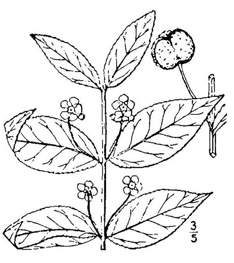 image of Euonymus americanus, Hearts-a-bustin', Strawberry-bush