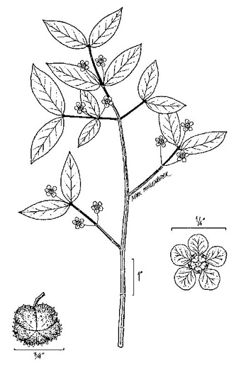 image of Euonymus americanus, Hearts-a-bustin', Strawberry-bush